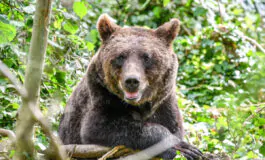 Animalisti in protesta: orso M90 ucciso senza narcotizzanti
