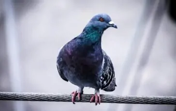 piccione spia india liberato