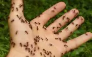 Formiche in primavera: i consigli per allontanarle da casa