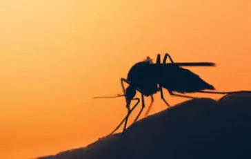 featured 1952229 364x230