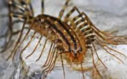 Scutigere in casa: i consigli per allontanarle naturalmente