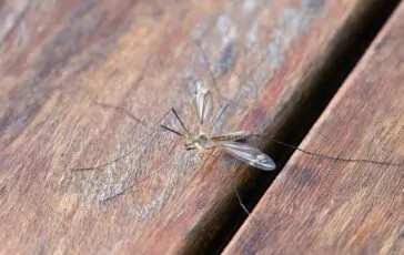 Zanzare in casa in primavera: come allontanarle con i rimedi naturali