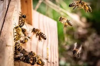 Roma, oltre 120mila api nella camera da letto di una villetta