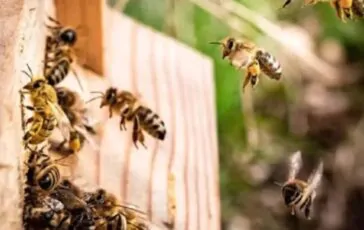 Bambina sente rumori in casa e i genitori scoprono 50mila api