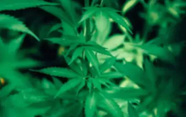 Cannabis Day: Joe Biden e Kamala Harris postano su X parlando di marijuana alle 4:20
