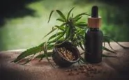 CBD per animali domestici: l'innovazione nel benessere animale
