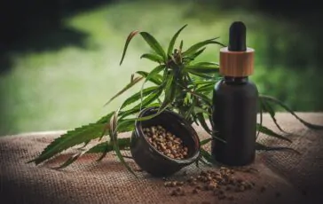 CBD per animali domestici: l'innovazione nel benessere animale