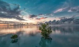 Indonesia