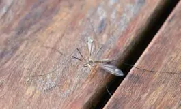 Zanzare in primavera: come allontanarle naturalmente