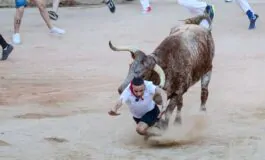 toro vicenza