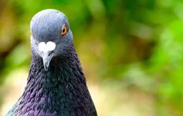 carta stagnola balconi come allontanare i piccioni