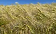 Lavoratori agricoli