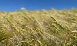 Lavoratori agricoli