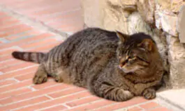 lancia gatto dal ponte