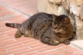 lancia gatto dal ponte