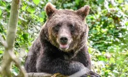 Foto orso