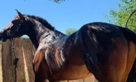 turista morsa dal cavallo della guardia reale