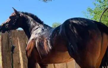 turista morsa dal cavallo della guardia reale