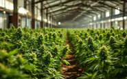 Carabinieri bei Beschlagnahmung von Marihuana in Reggio Calabria
