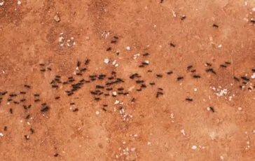 image efcbf6ff d7e8 49c2 a2e4 b545bce5fd62 364x230