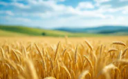 Immagine che rappresenta l'agricoltura italiana e il made in Italy