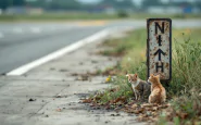 Streunende Katzen am Flughafen Fiumicino gerettet