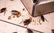 Blatte in casa: come allontanarle con i rimedi naturali