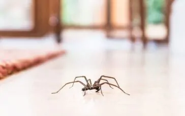 Aranhas em casa: como mantê-las longe com remédios naturais