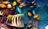 Capire le interpretazioni di un'esperienza onirica in cui si vedono animali marini deceduti