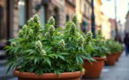 Il consigliere Nahum fuma cannabis light durante la protesta a Milano