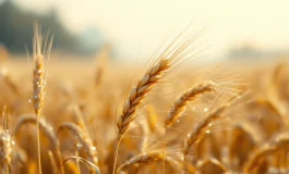 Prodotti tipici italiani che rappresentano l'eccellenza agroalimentare