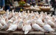 Colombe bianche simbolo di pace e pentimento a Pasqua