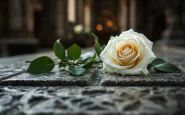 Rosa bianca posata sulla tomba di Papa Francesco