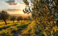 Immagine che rappresenta il traffico di olio in Puglia