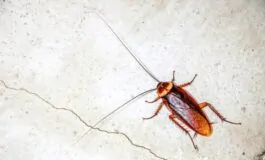 Blatte in casa: perché ci infestano e come prevenirne la presenza
