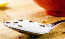 Formiche in casa: perché ci infestano e come prevenirne la presenza