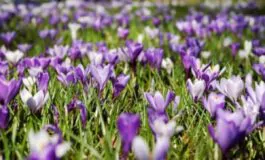 Significato e numeri da giocare al lotto nel caso in cui si sognino dei fiori