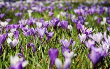 Significato e numeri da giocare al lotto nel caso in cui si sognino dei fiori