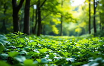 Immagine che rappresenta la biodiversità e la sua importanza