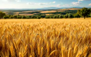 Cinghiali che danneggiano un campo in Puglia
