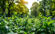Cocciniglia japonica su pianta a Milano