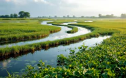 Pescatori in azione contro il granchio blu nel Delta Po