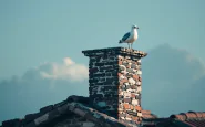 Gabbiano simbolo di attesa per il nuovo Papa