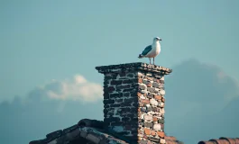Gabbiano simbolo di attesa per il nuovo Papa