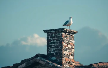 Gabbiano simbolo di attesa per il nuovo Papa