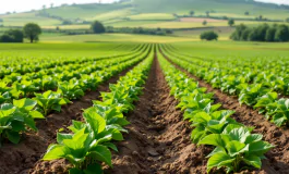 Agricoltore riceve trapianto di fegato dopo incidente