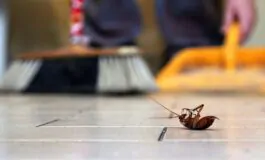 Insetti in casa: consigli e rimedi naturali