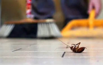 Insetti in casa: consigli e rimedi naturali