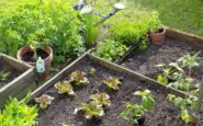 Giardino libero da infestazioni: le strategie più efficaci