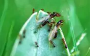 Formiche volanti: che cosa sono e come eliminarle con i rimedi naturali